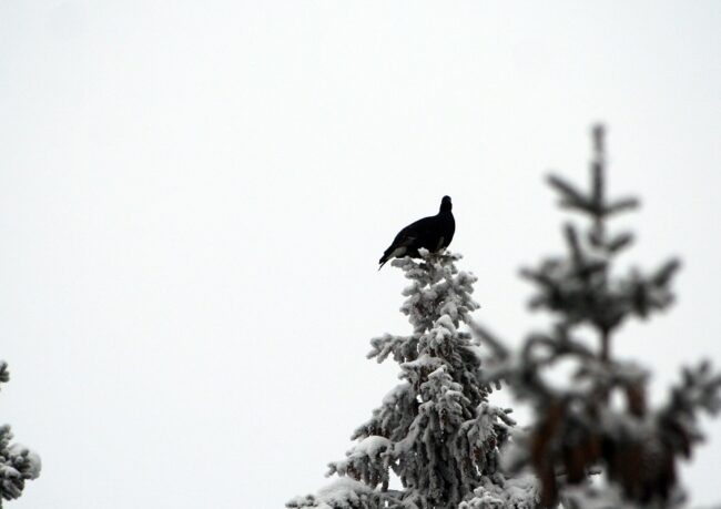 Toppfågel-helmantlad kula