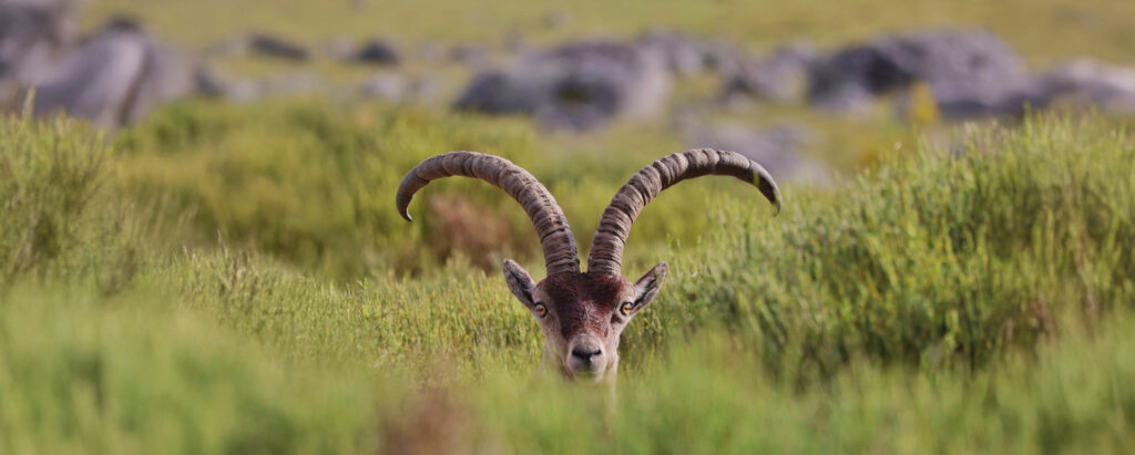 Pilbågar och bågjakt: en komplett guide till regler, utrustning och äventyr hunting ibex in spain 4